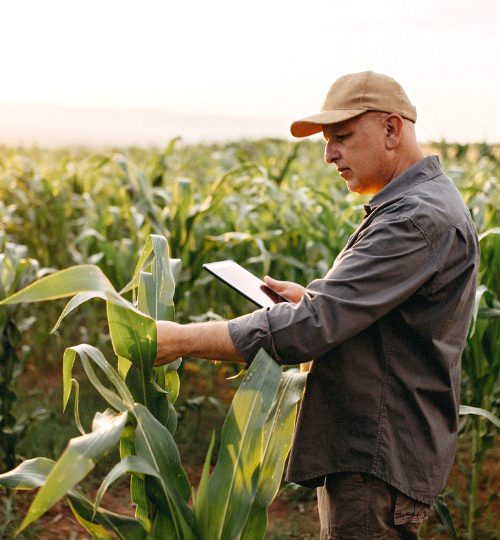 Man tends to corn crop